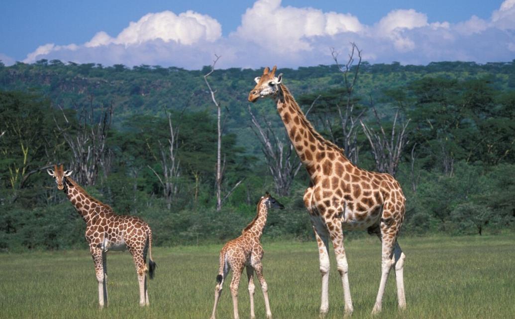 站着睡觉的动物有长颈鹿么,长颈鹿如何踢爆狮子