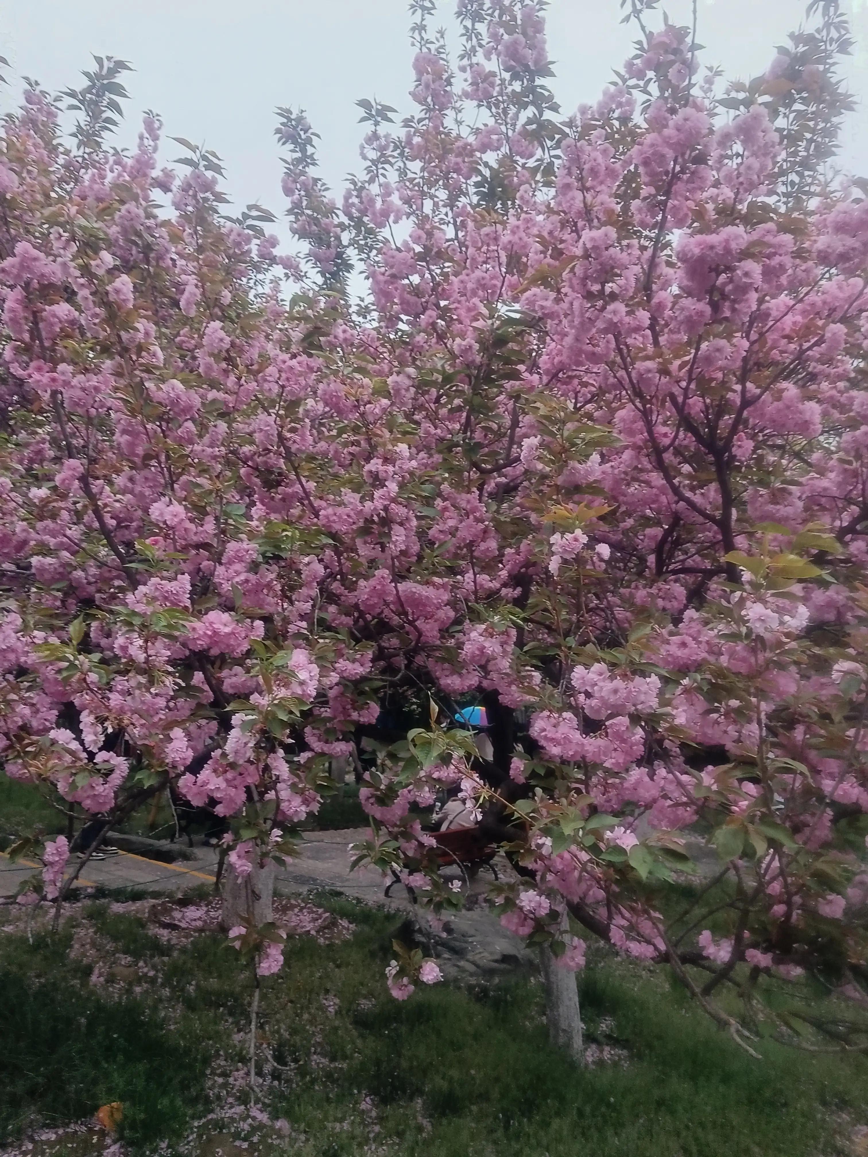 樱花枝头花争艳,西安青龙寺牡丹樱花娇艳盛开