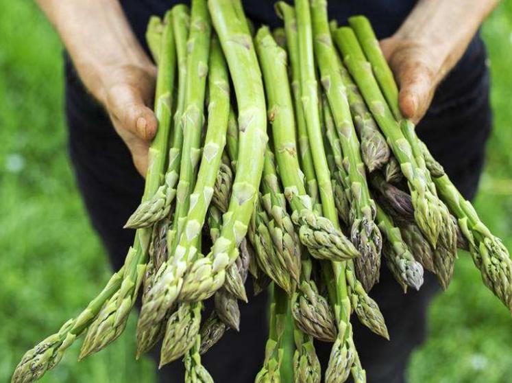 阳台种芦笋怎么养才能长得快,阳台适合栽什么样的芦笋