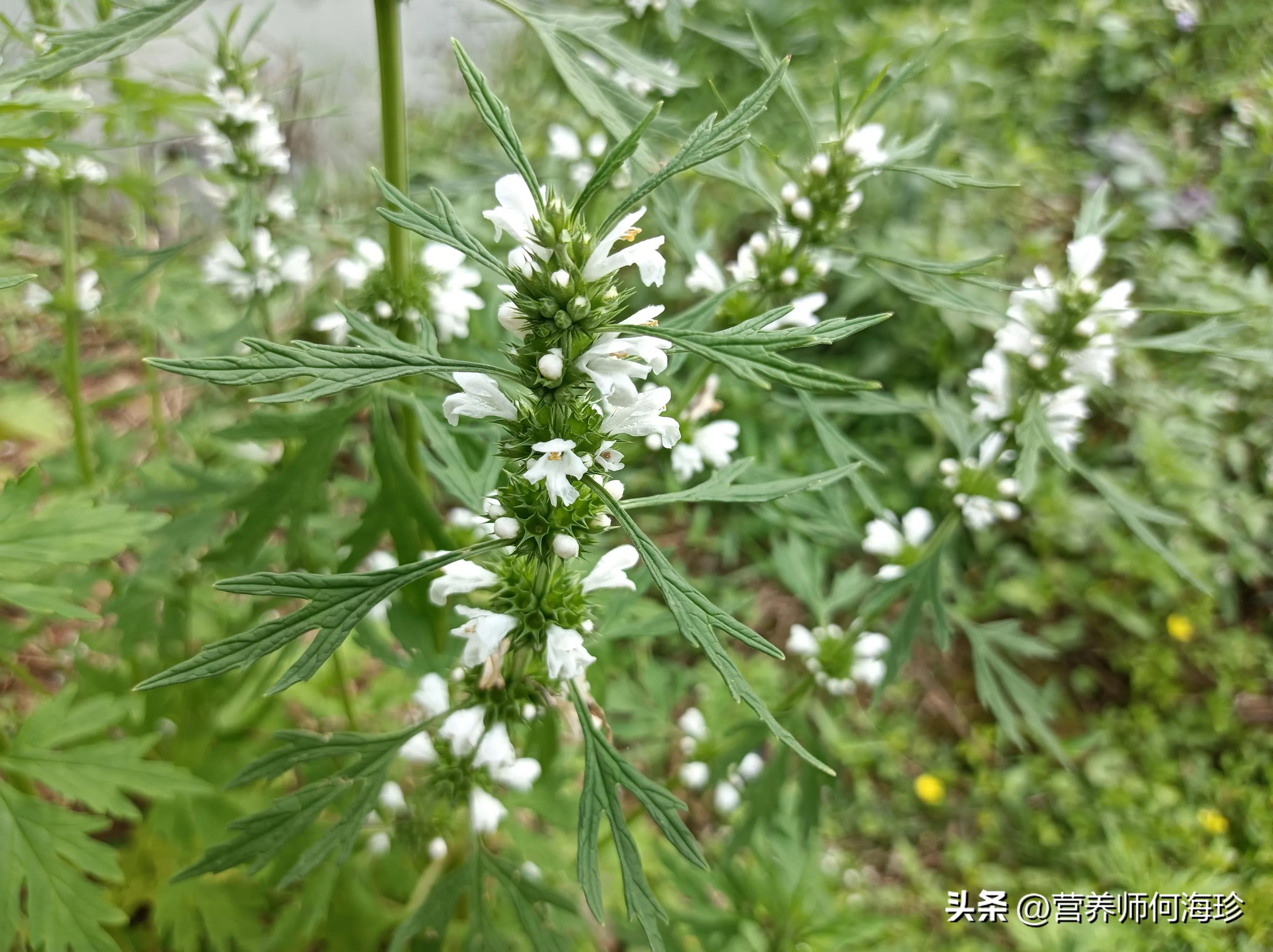 民间俗称“妇科圣草”，农村田边有不少，女人看到就挖走，好处多