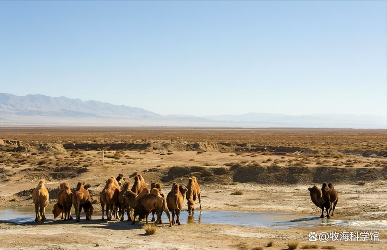 野公驼和家母驼要搞跨属恋爱，牧主却棒打鸳鸯，究竟为什么？
