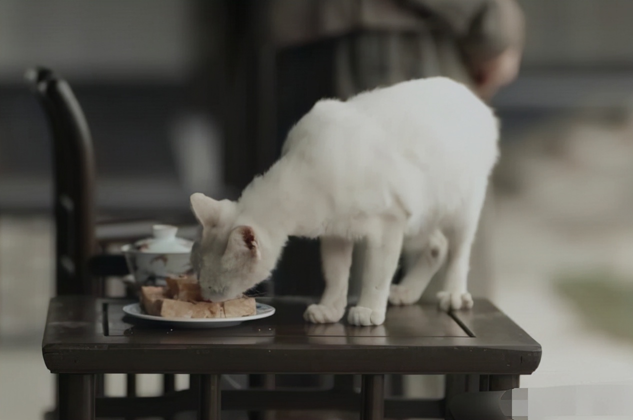 把马推下悬崖、炸死功勋犬，为了所谓的艺术，他们什么都干的出来