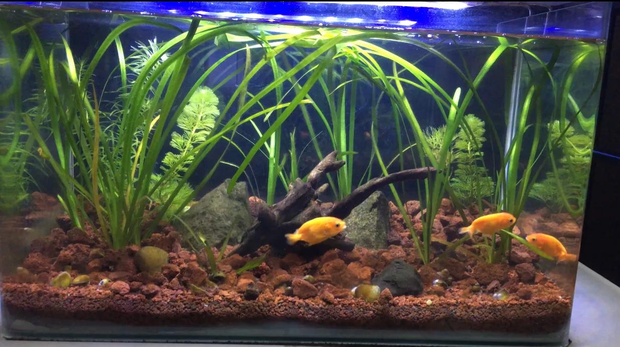 鱼缸里的水草叶子变黑，长藻，长黑毛藻，分享处理方法