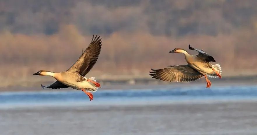 鸿雁巴彦淖尔市市歌,歌声里的内蒙古