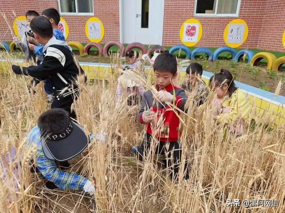 漯河最新教育局通知,漯河一学校最新通知