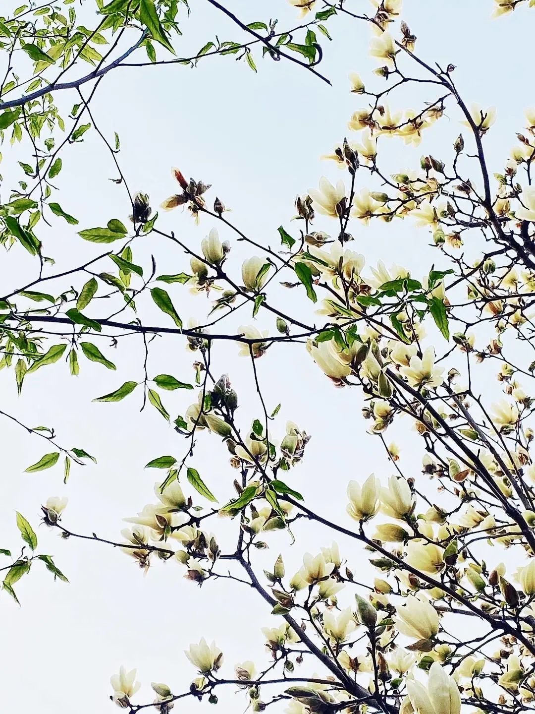 错过了一个秋天,错过了一个春秋