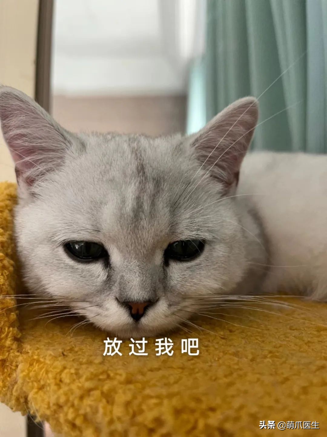 猫吃米线,猫吃米线吗