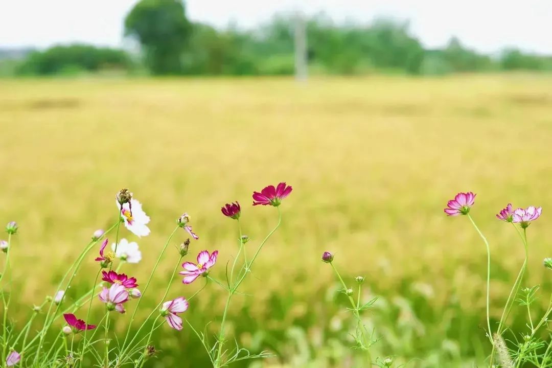 夏天凉快风景好又有水的旅游景点,夏天旅游景点哪里最好玩