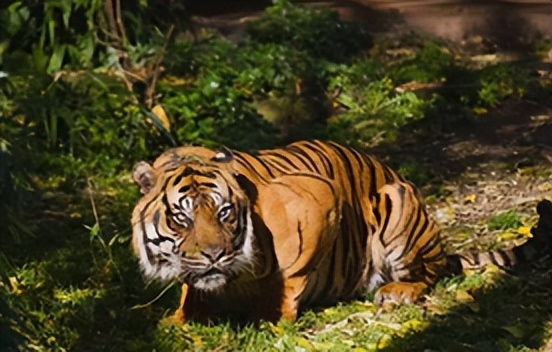 黑龙江女子养了20多条蛇,黑龙江女子养蛇