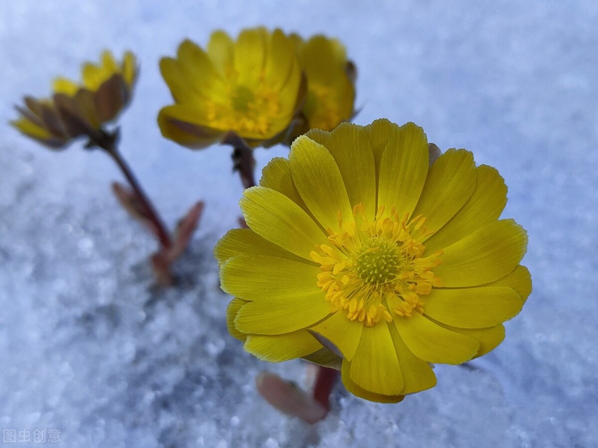 冰凌花享有林海雪莲之美称,牡丹江林海雪莲冰凌花悄然盛放