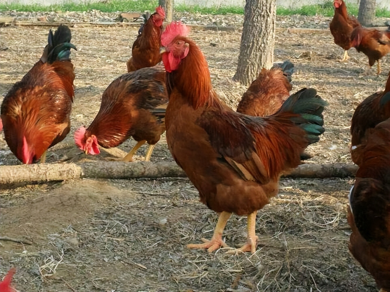 农村家庭养鸡哪个位置合适,农村家里养鸡有什么规定