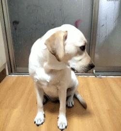 为什么养金毛的比养拉布拉多的多,为什么都不建议养拉布拉多