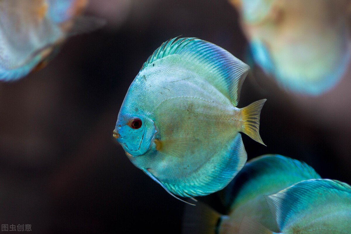 七彩神仙鱼水温24度,七彩神仙的水温低于20度能成活吗