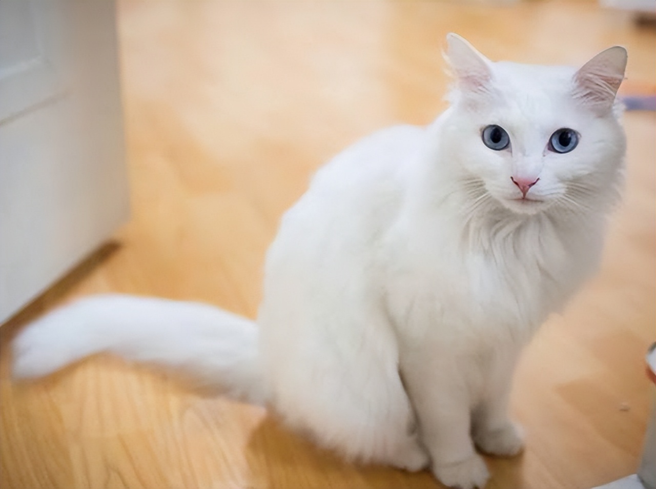 世界上最可爱的6种猫咪,世界上最可爱的三种猫咪