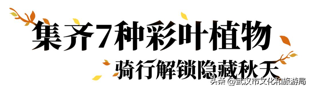 明天出太阳，到东湖捡叶子去！