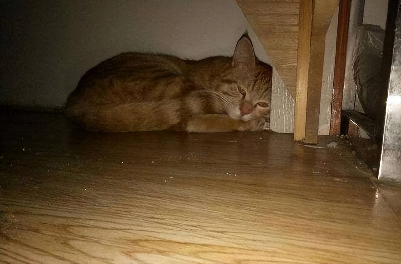 猫咪得狂犬病的征兆,猫咪狂犬病征兆