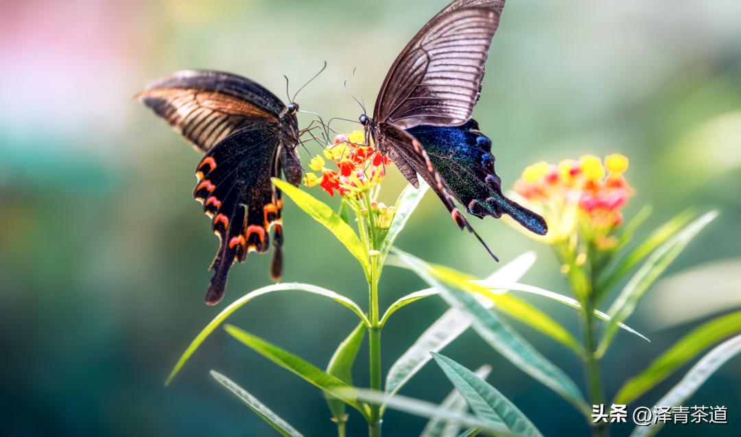 写春天的著名唐诗宋词加赏析,十首描写春天的宋词