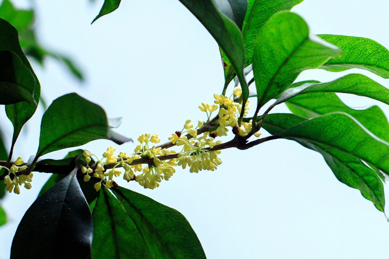 门前种三树家兴旺三代是哪三树,古人说门前栽3树家兴富三代