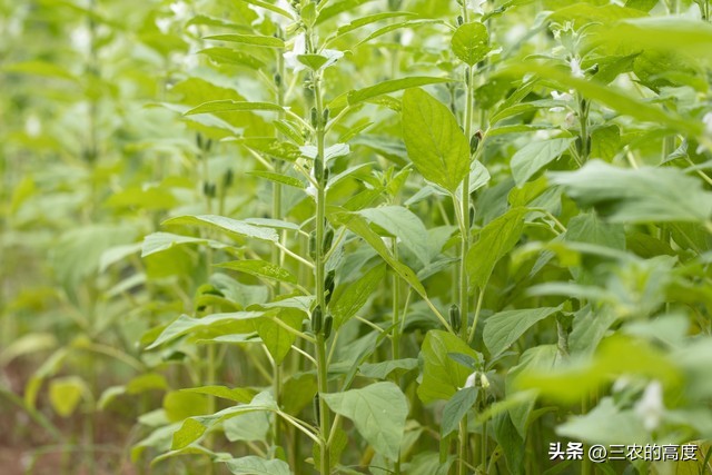 种芝麻浇水的最佳方法,芝麻施肥方法与注意事项有哪些