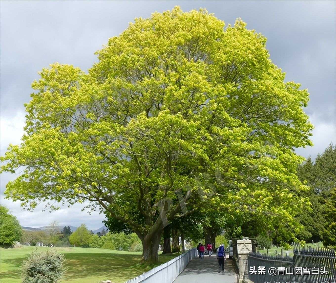种树经济价值,种树前景如何发展