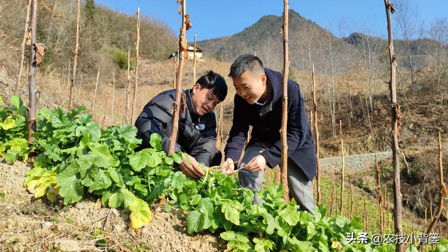 杀菌杀虫生根肥灌根的最佳方案,用杀菌剂真的能治住根部病害吗