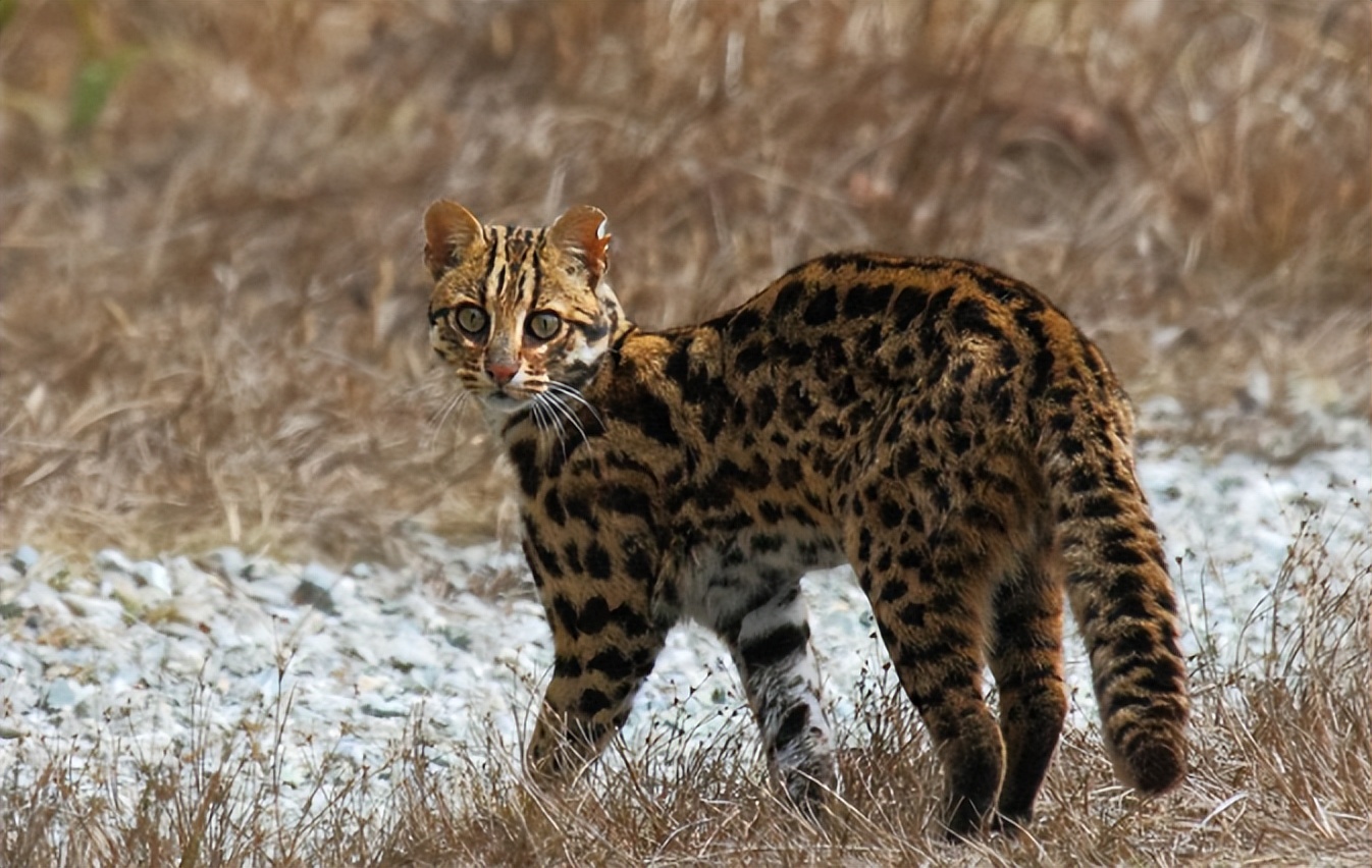 20年广东老太捡到一只“野猫”,越养越不对劲,专家看后立即报案