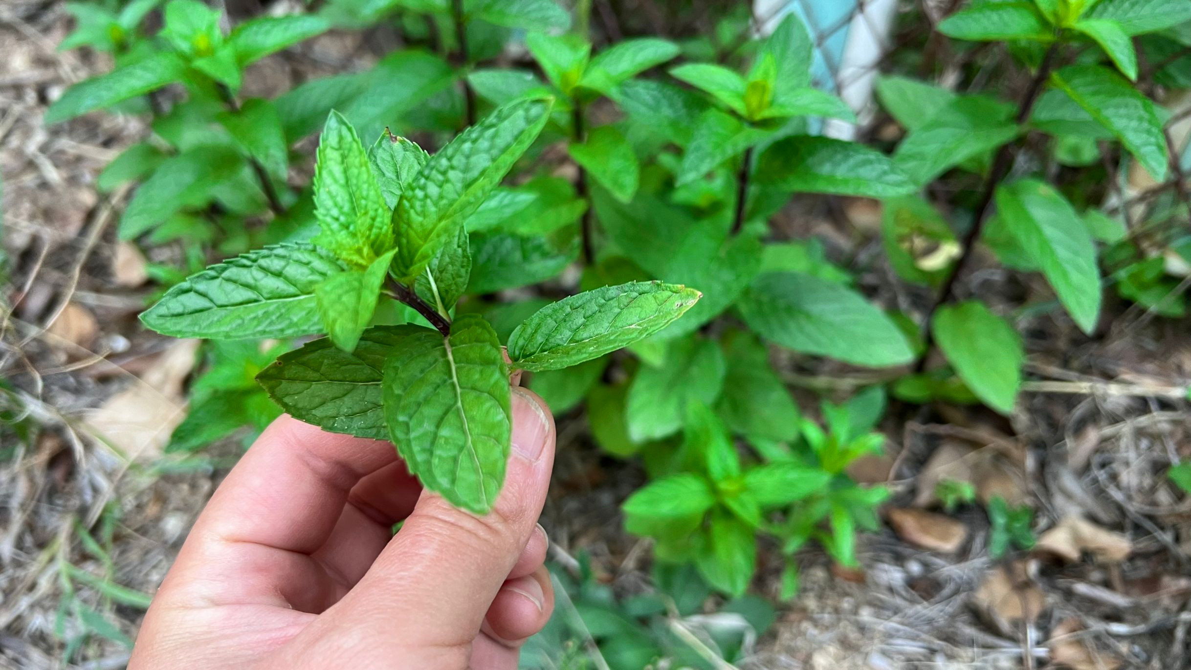 薄荷喝多了是上火还是下火,上火了吃薄荷有用吗