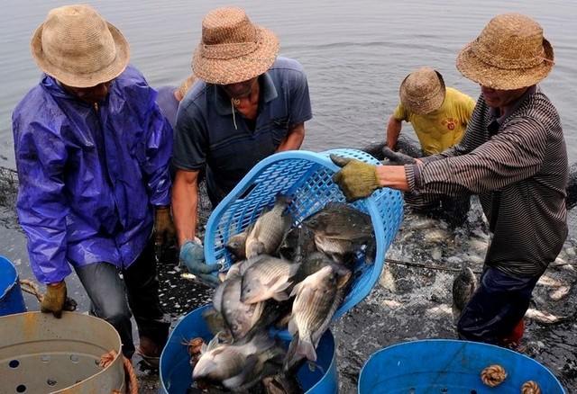 在美国很受欢迎的罗非鱼刺少肉多,美国罗非鱼刺少肉多