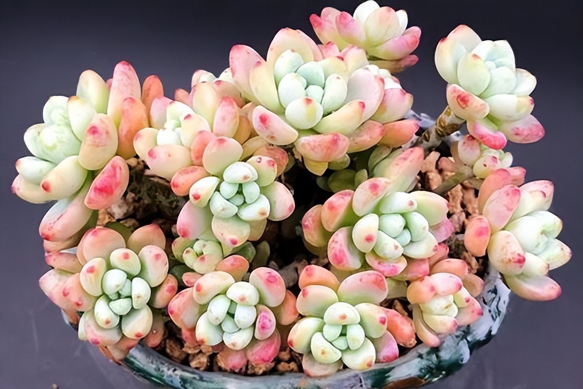 好养容易爆盆的多肉,容易爆盆又好养的多肉