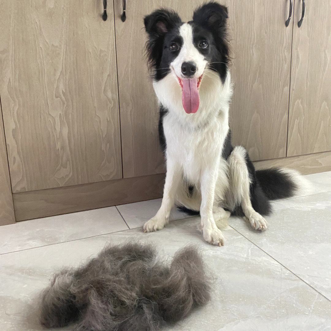 养什么狗好不咬人又温顺又聪明,哪种狗性格温顺安静而且忠于主人