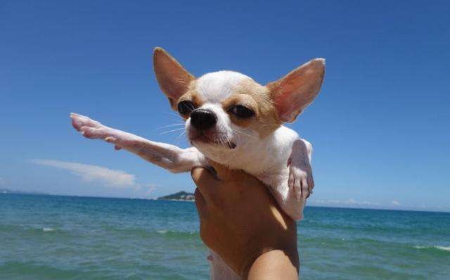 不同类型犬的寿命,小型犬寿命一览表柴犬