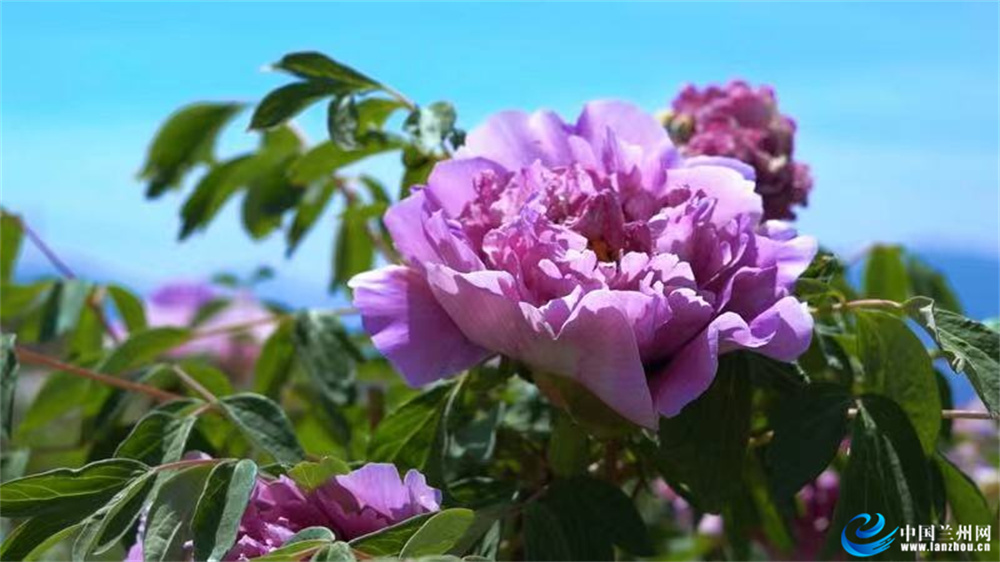 榆中县和平镇范家营村千亩牡丹次第盛开“鲜花经济”为乡村振兴锦上添“花”