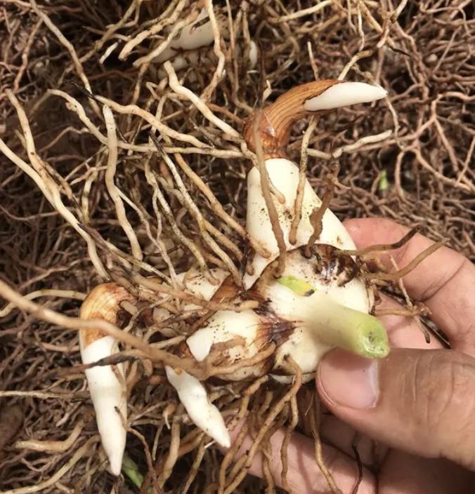 生长在小溪旁边的草,在溪水边生长的草