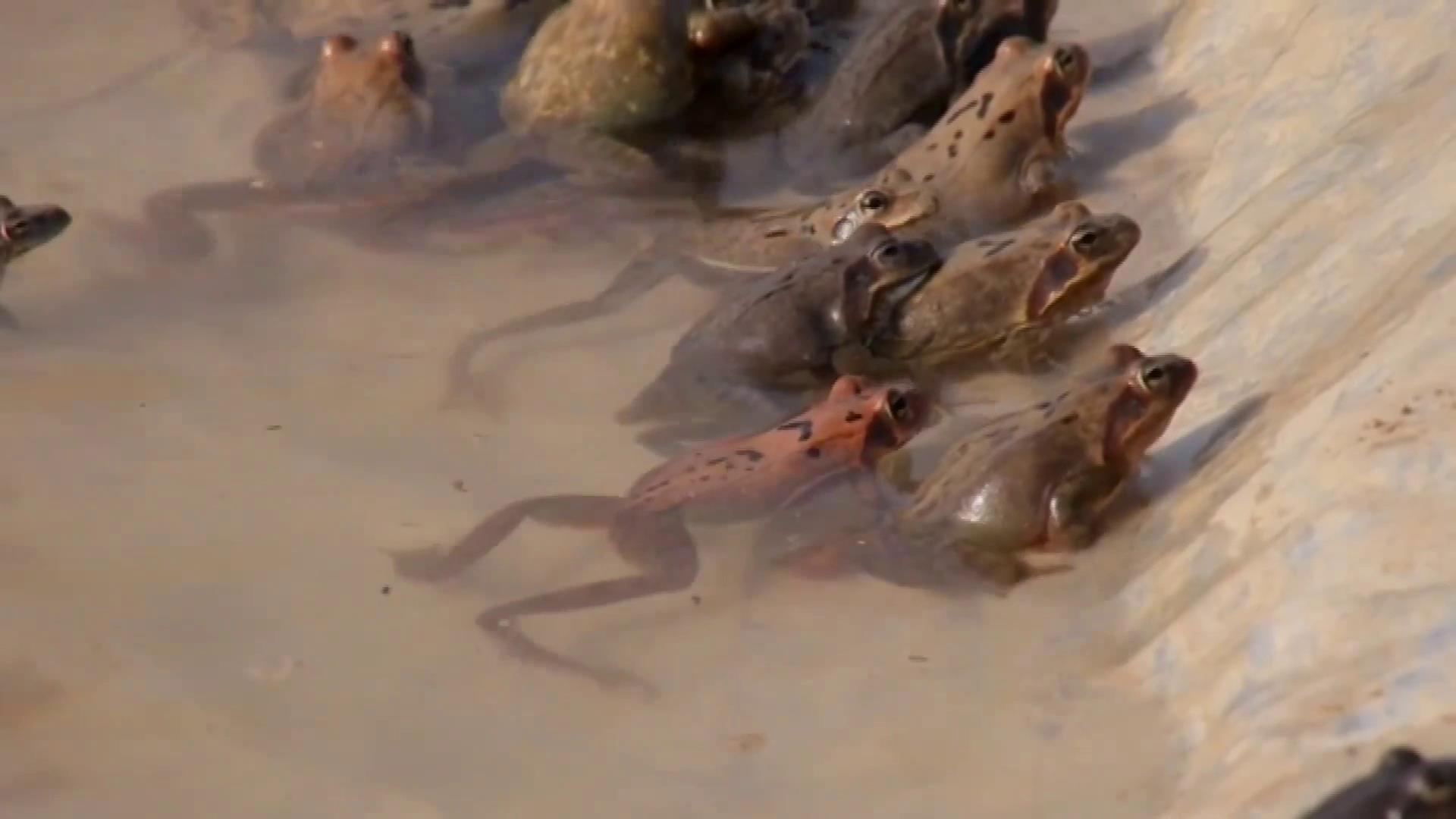 养林蛙收入,养林蛙的小伙