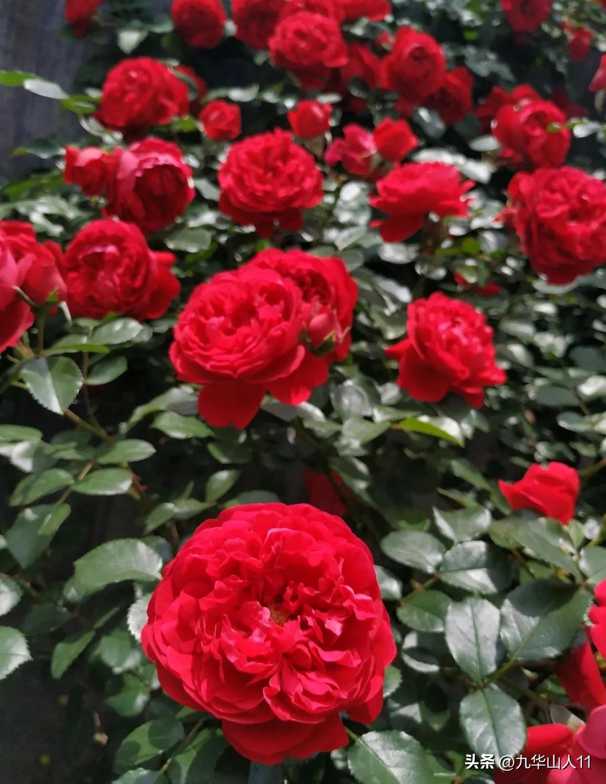 藤本月季品种列表,大红色藤本月季哪个品种好