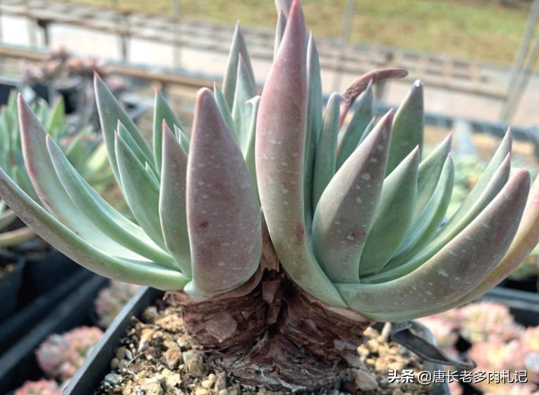 仙女杯多肉怎么养成粗壮,多肉仙女杯最佳状态