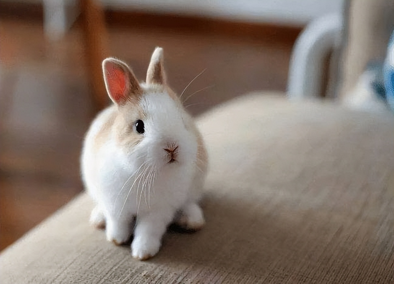 兔子急了也咬人是怎么回事,宠物兔变得爱咬人
