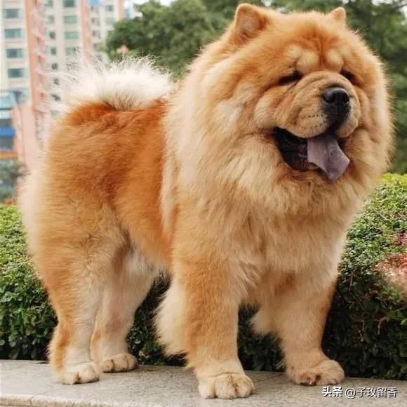 狗的种类常见宠物狗的品种及特点,宠物狗种类及特点