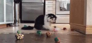 100件养猫好物,十元左右养猫好物分享