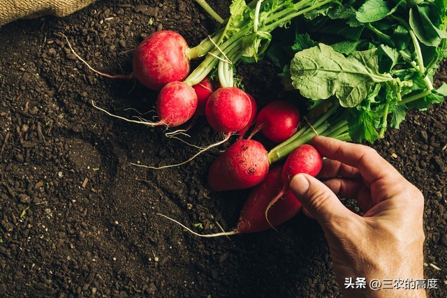 怎样种植的樱桃萝卜又脆又甜,北方露地樱桃萝卜种植时间和方法