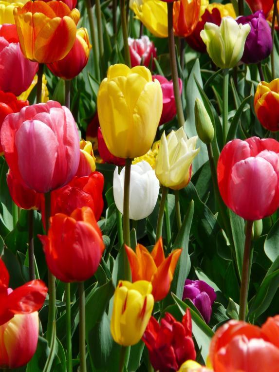 在520当天还有超浪漫的赠花活动,520只送女朋友花合适吗