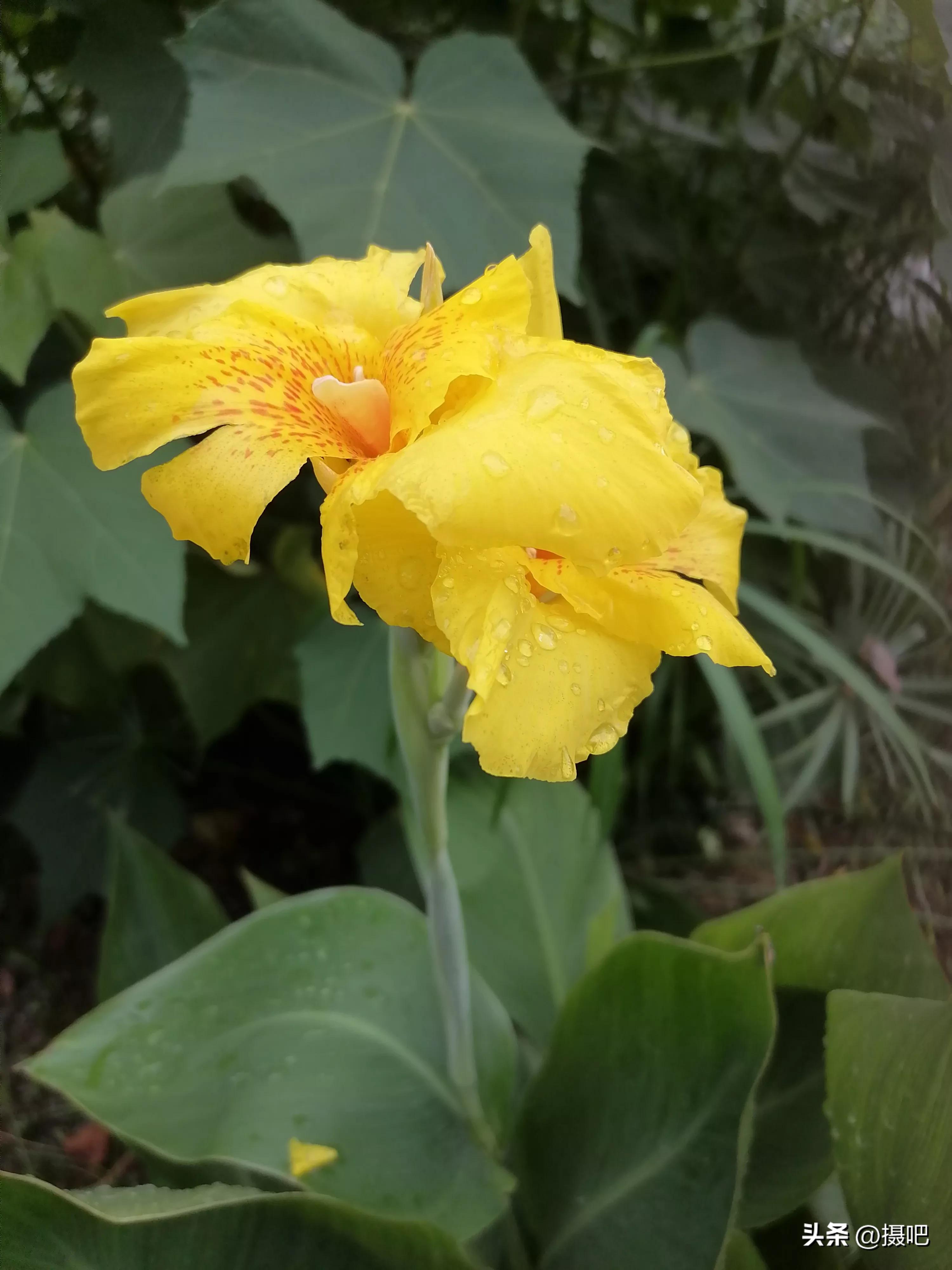 特大新鲜粽叶,大粽叶长在什么地方