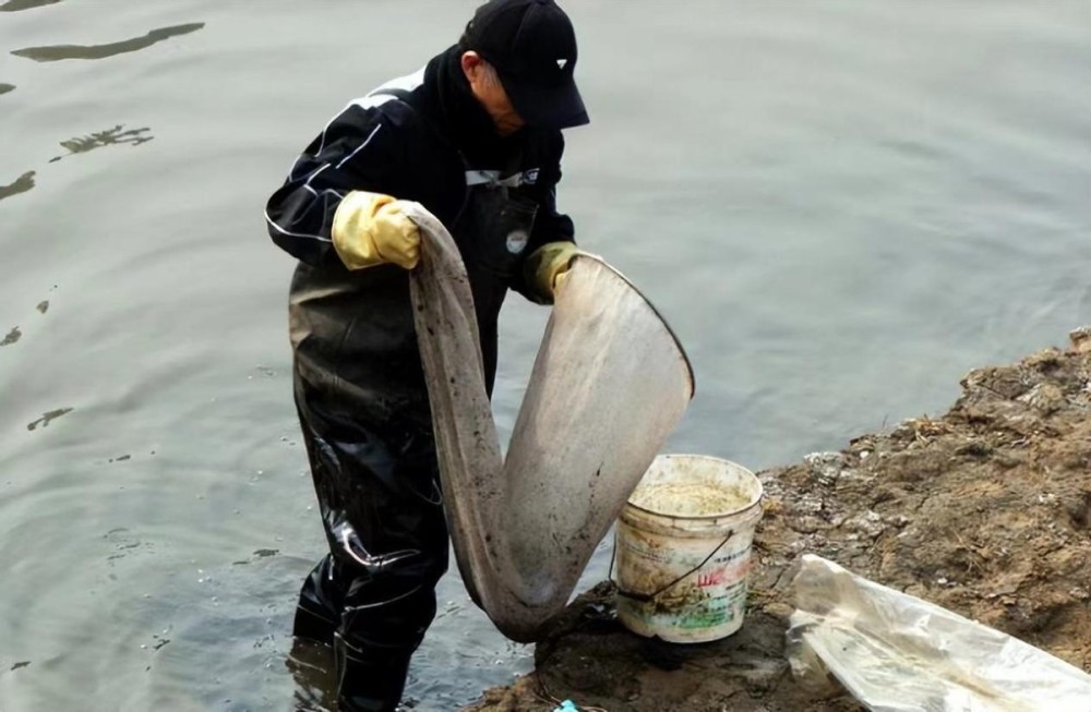 捕捞红虫一天能赚多少钱,捕捞红虫一晚挣几十万