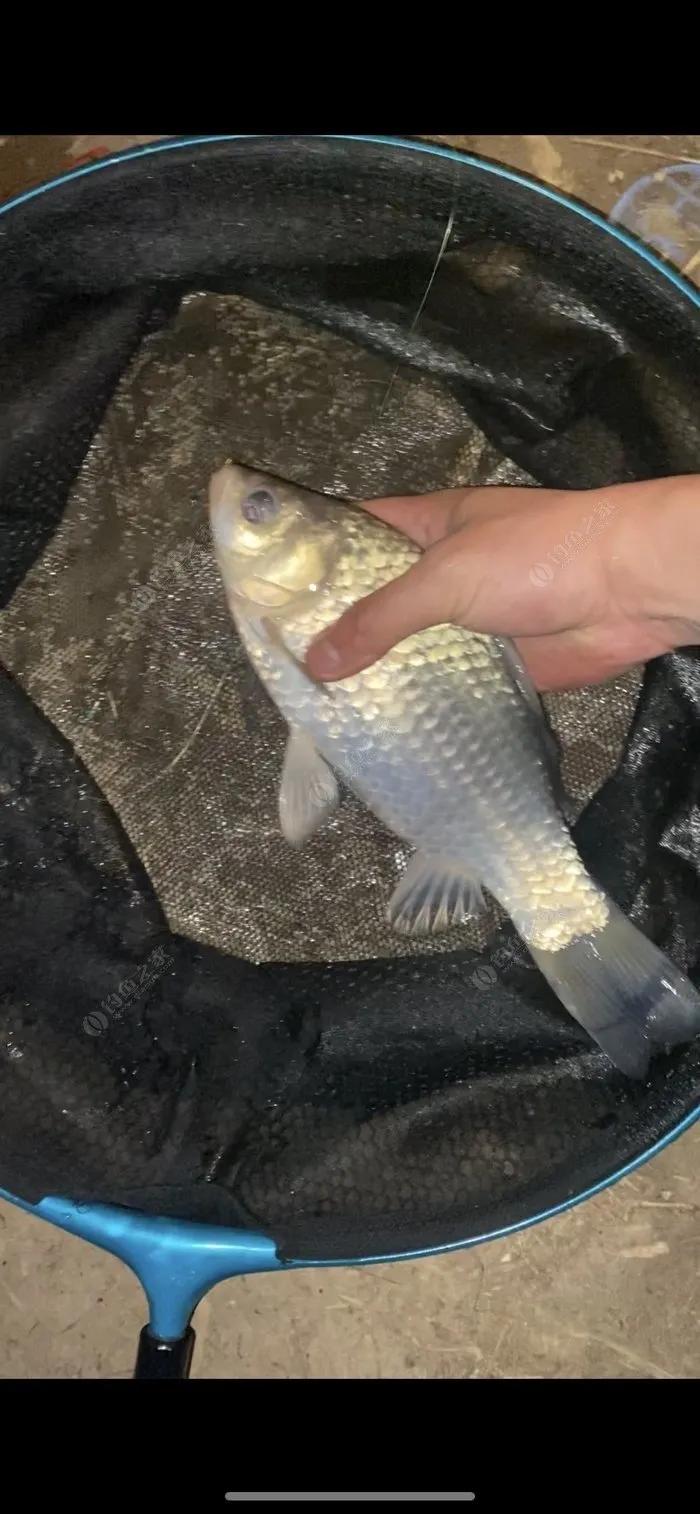 野钓饵料加什么避小鱼和白条,钓鱼用什么鱼饵可以避白条