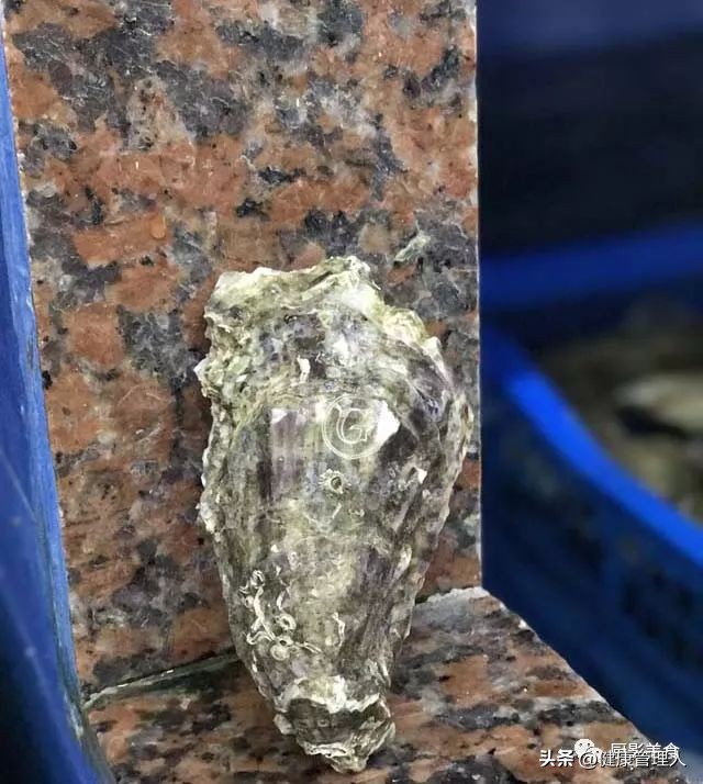 海鲜贝类品种大全及名字,22种海鲜贝类做法大全