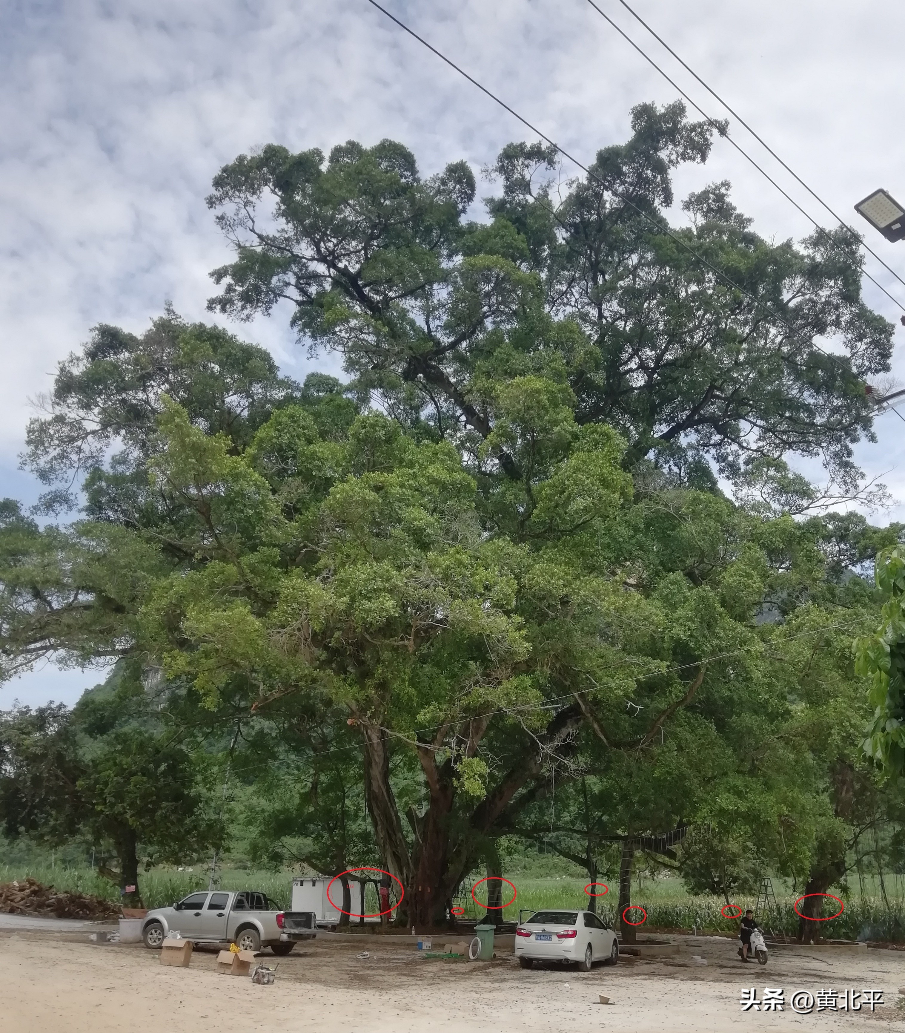 广西大山发现一棵榕树,广西发现古榕