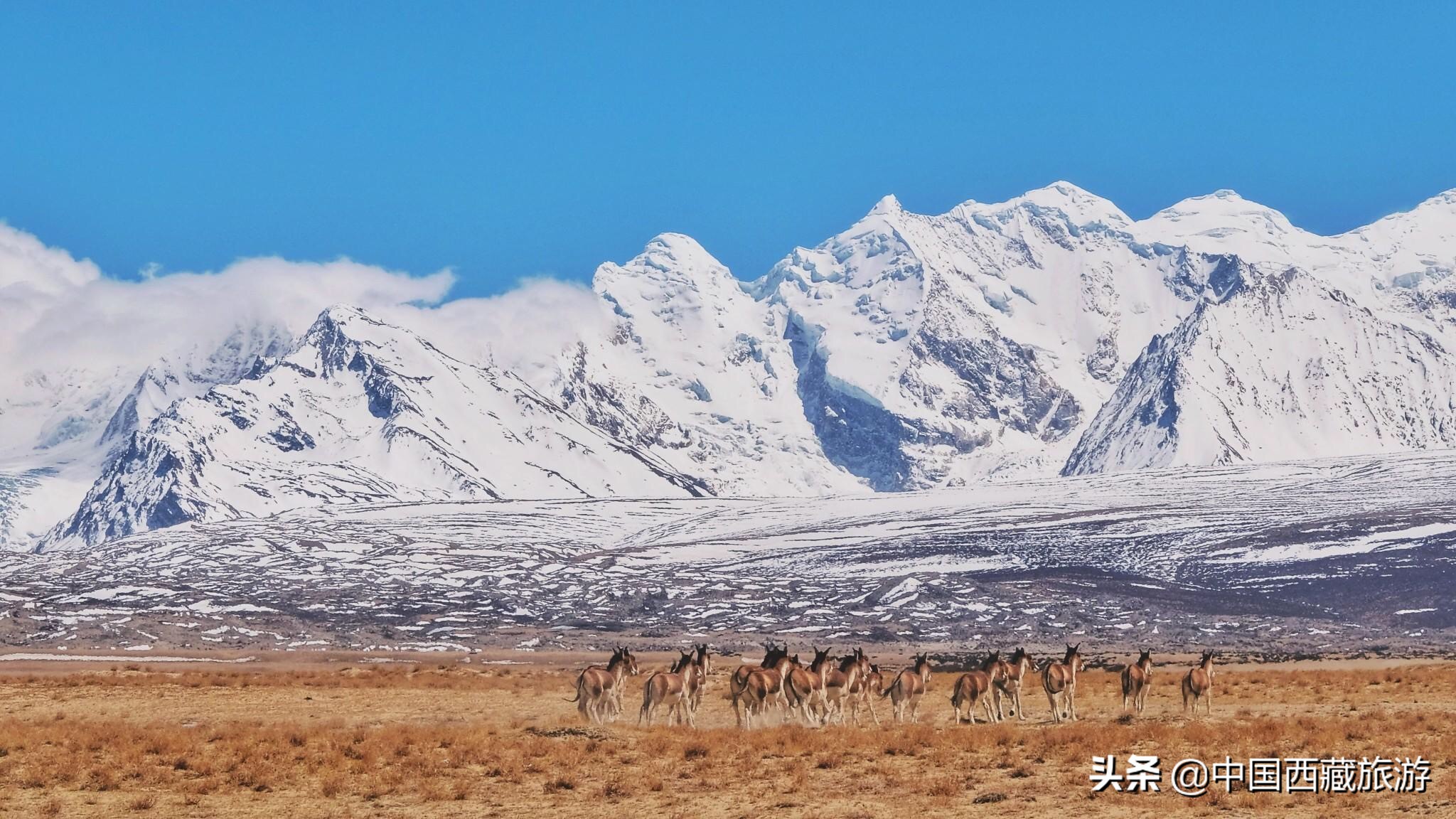 藏西秘境在阿里,阿里地区藏西秘境在哪里