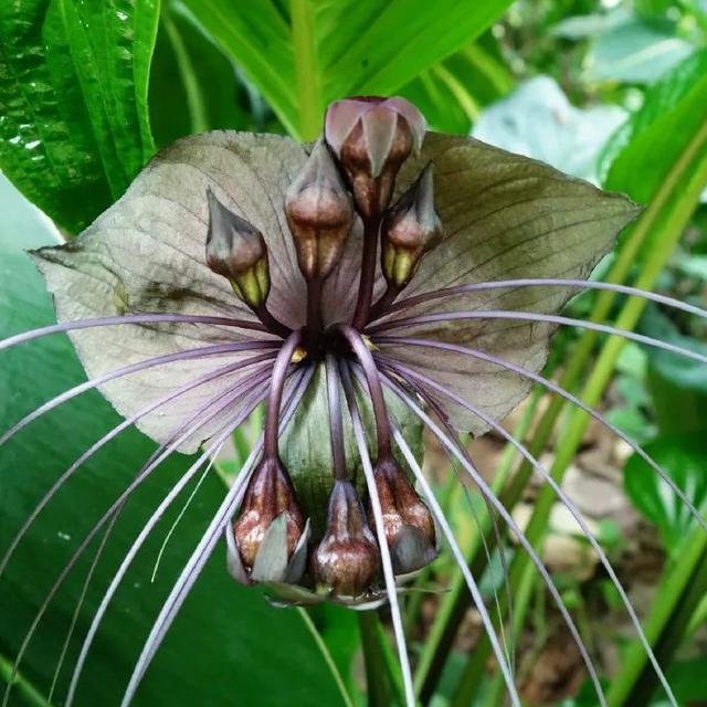 虎字植物,带虎字的花有哪些