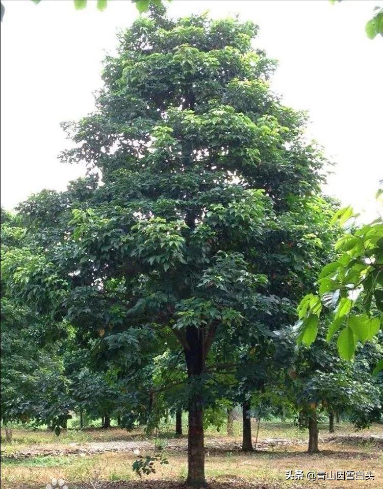 秋枫八角枫,八角枫与秋枫