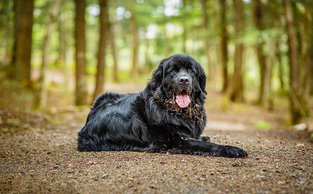 常见宠物狗哪些是超大型犬,最凶猛的狗十大排名大型犬